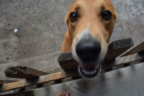 犬にも効果があるビール酵母 Beeranking